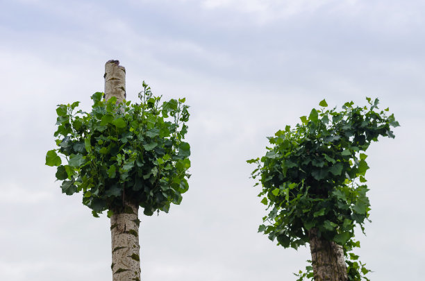 树梢被剪短，迎着阴天。白杨树和桦树图片下载