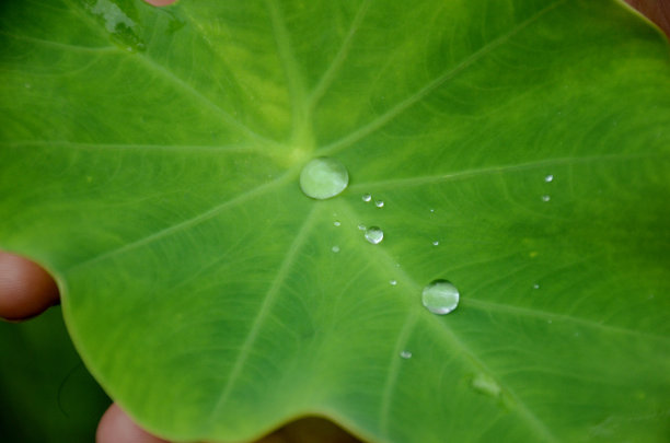 特写成熟的绿色阿拉伯叶子里面的水滴出来的绿色背景。图片下载