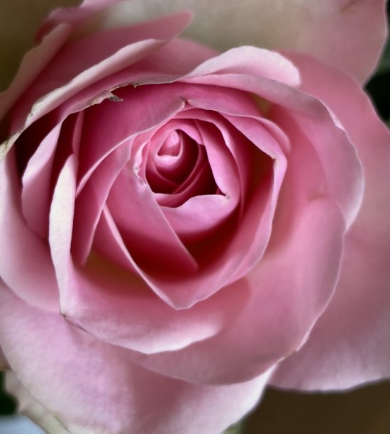 玫瑰的特写图片下载