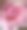 玫瑰的特写图片下载