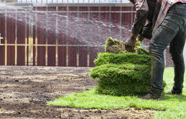 男工人把绿草铺在肮脏的地板上。农民在种植前用金沙施肥。团队成员在草地上喷水。图片下载