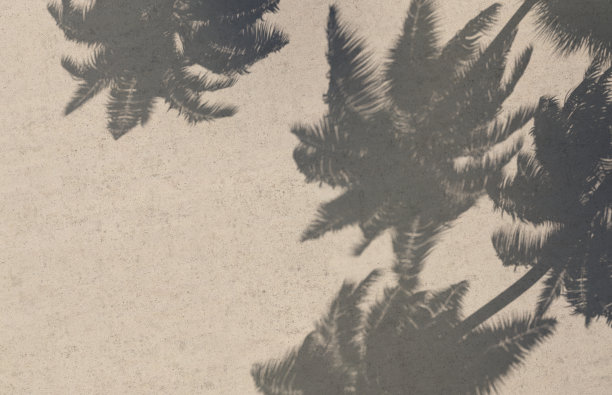 棕榈树的阴影落在混凝土背景上，俯视图。图片下载