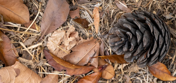 落叶上的针叶树图片下载