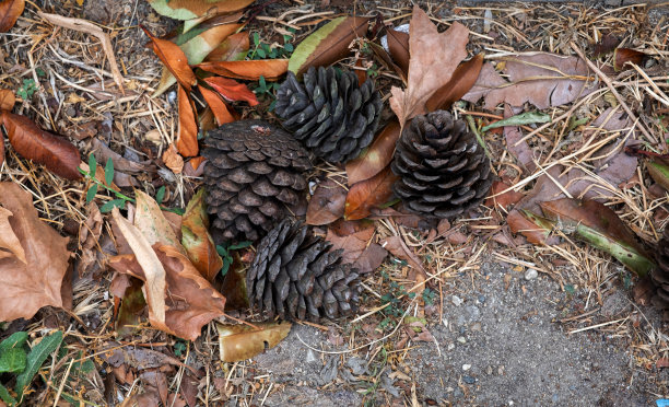 落叶上的针叶树图片下载
