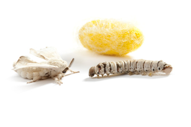 蝴蝶、蚕、茧、蚕三个阶段图片下载