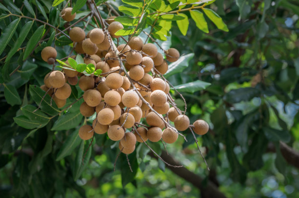 龙眼园，中国热带水果黄龙眼图片下载
