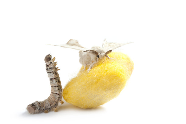 蝴蝶、蚕、茧、蚕三个阶段图片下载