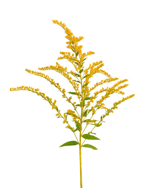 金色黄花一枝黄花孤立在白色背景上。豚草灌木或豚草。药用草本植物。图片下载