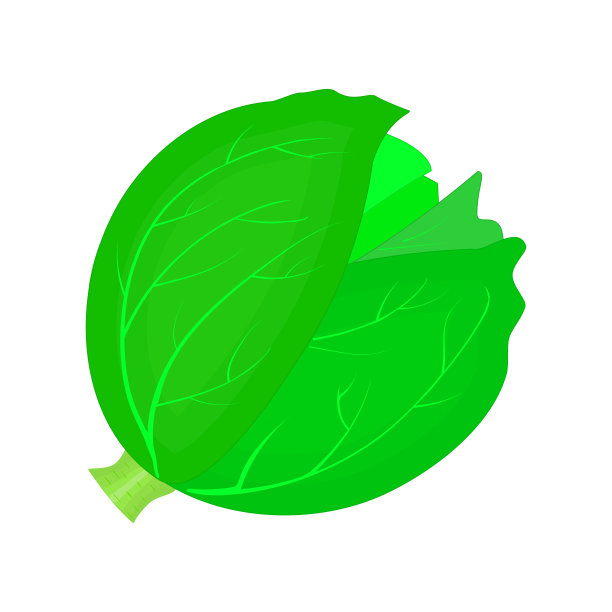 卷心菜或生菜孤立在白色背景上。图片下载