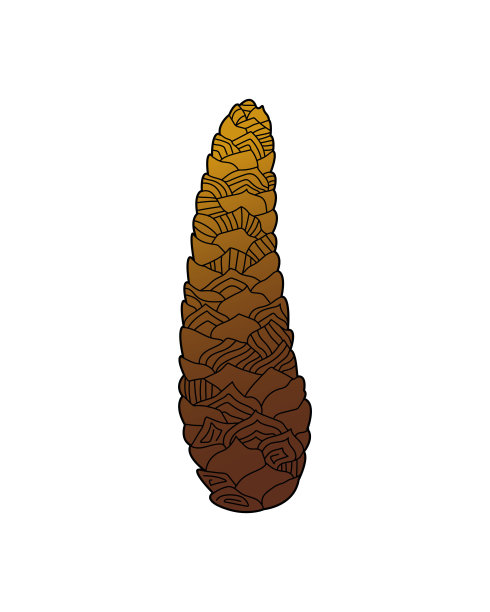 手绘的杉木锥矢量插图。设计元素用于印刷、标签、标识、包装模板。着色。矢量插图轮廓。图片下载