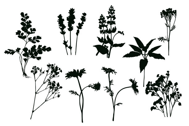 衬托出田野花草的剪影图片下载