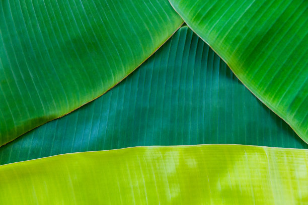 背光的纹理背景新鲜的绿色叶子图片下载