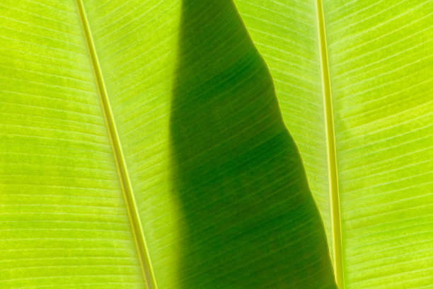 背光的纹理背景新鲜的绿色叶子图片下载