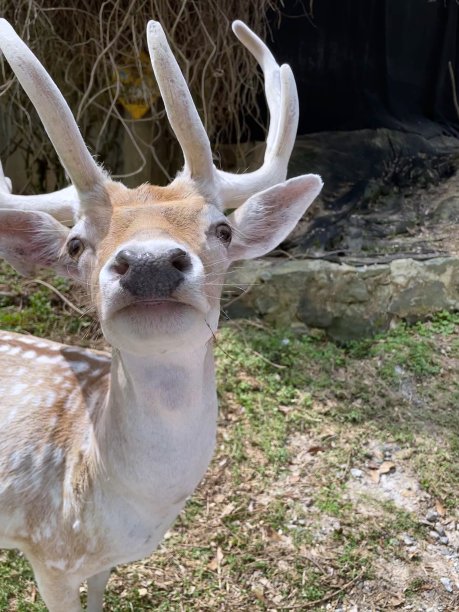 波斯休鹿特写照片图片下载