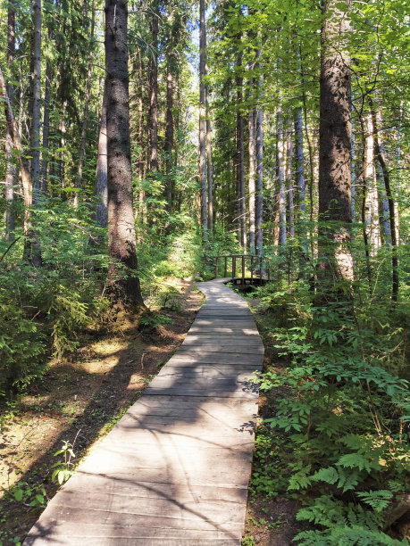 俄罗斯列宁格勒地区科马罗沃夏季森林中的松林生态小径上蜿蜒的木制小路。生态旅游、娱乐。图片下载