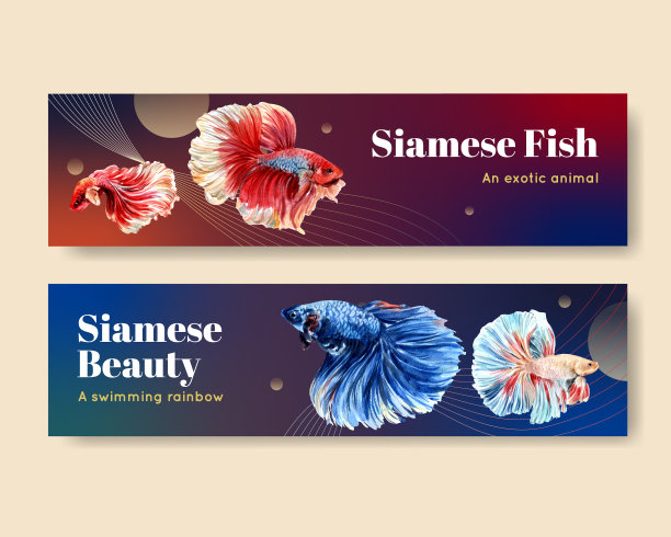 横幅模板与暹罗战斗鱼的概念图片下载