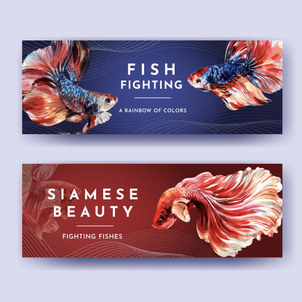 横幅模板与暹罗战斗鱼的概念图片下载