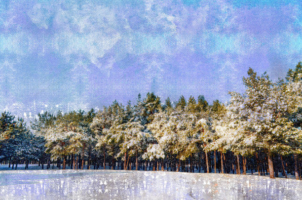 冬天的风景。白雪皑皑的松林映衬着蓝天。图片下载