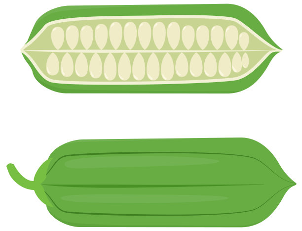 芝麻果实和种子分离在白色上图片下载