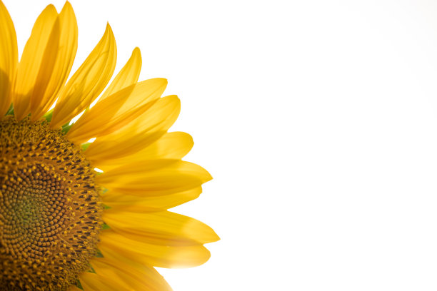 向日葵的特写。库存图片图片下载