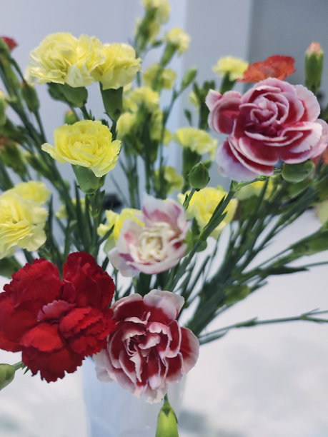 玻璃瓶里五颜六色的康乃馨图片下载