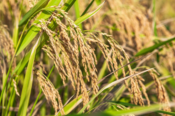 田里的水稻图片下载