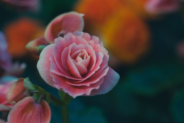 豪华玫瑰花束图片下载