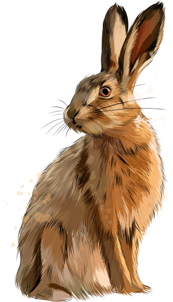 兔子从水彩画飞溅而来图片下载