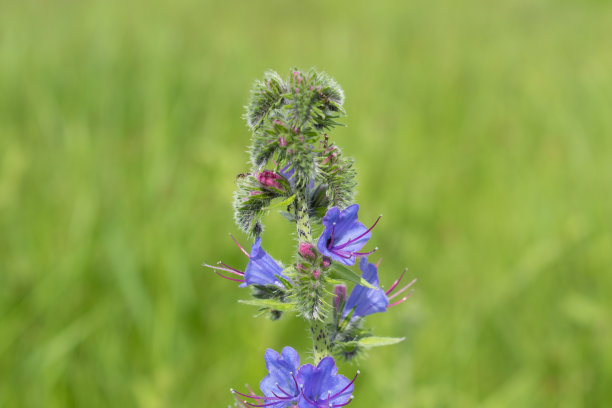 常见瘀伤(Échium vulgáre)特写，背景模糊图片下载