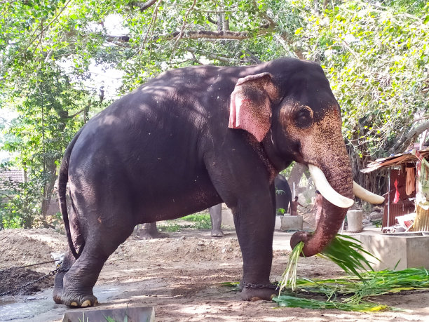 被拴住的印度象以巨大的草为食物，享受着他的食物。喀拉拉邦，Guruvayur，大象营地或保护区图片下载