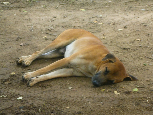 泰国曼谷附近，一只棕色流浪狗躺在大城府废墟上图片下载