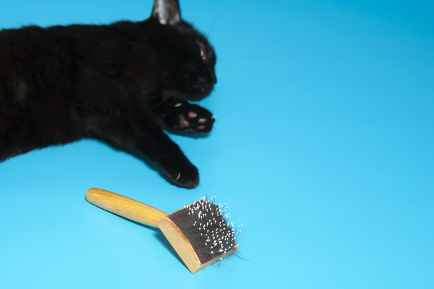 背景是一只黑猫，用来给正在脱毛的宠物梳理毛发的梳子刷。梳子里有一束黑猫毛。宠物护理配件。副本的空间。图片下载