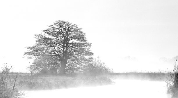 雾中河边的树图片下载