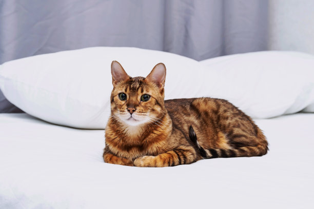 可爱的纯种孟加拉猫躺在床上休息。可爱的宠物在家里的肖像。图片下载