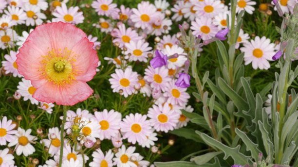 粉红娇嫩的雏菊花开，娇嫩的玛格丽特。自然植物近距离背景。野花盛开在春天的早晨花园或草地，在加利福尼亚，美国的家庭园艺。春天的植物。图片下载