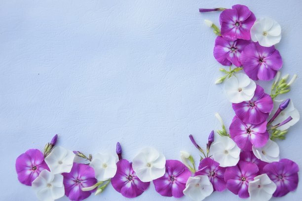 小的鲜花作为框架图片下载