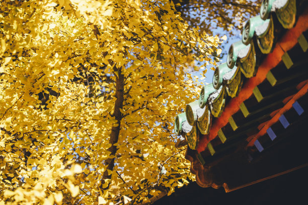 紫禁城之秋图片下载