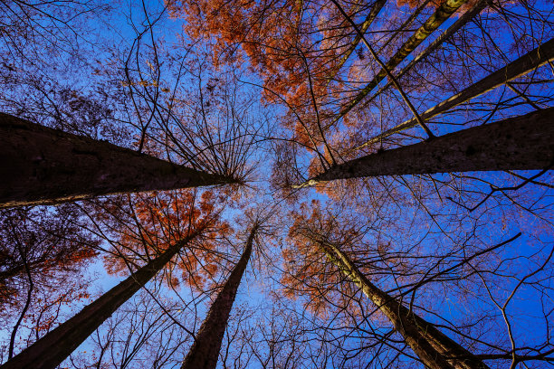 水杉林的秋叶，生田绿地“森林步道”（神奈川县川崎市）图片下载