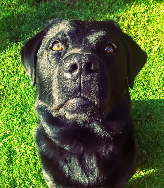 可爱的拉布拉多狗坐在草地上向上看图片下载