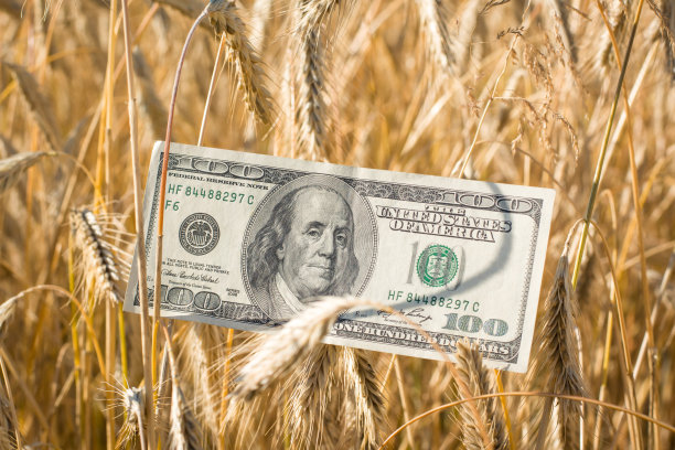 100美元的钞票在成熟的黑麦在日落图片下载