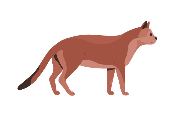 侧视成熟的猫猫动物站立图片下载