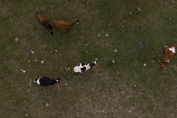 俯视图奶牛在草地上吃草图片下载