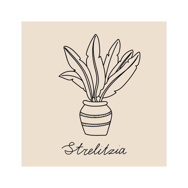 明信片模板与室内strelizia在花盆图片下载