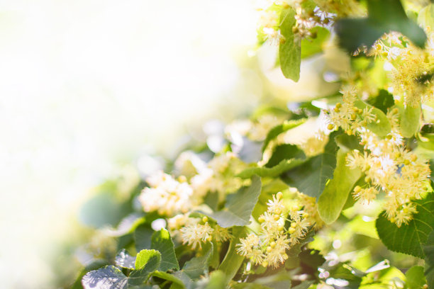春天的背景与菩提树花的特写图片下载