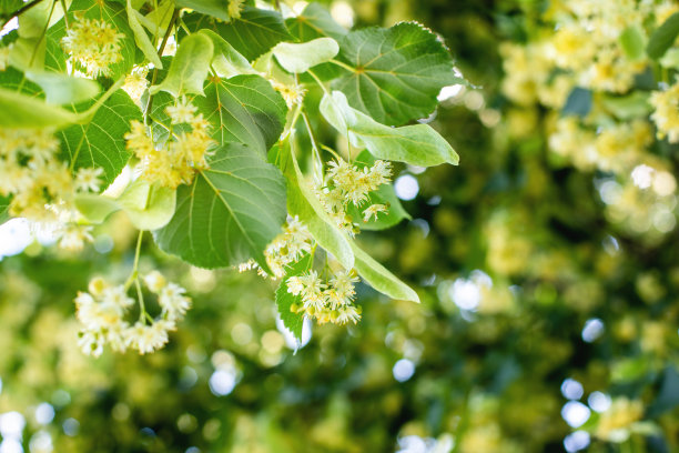 春天的背景与菩提树花的特写图片下载