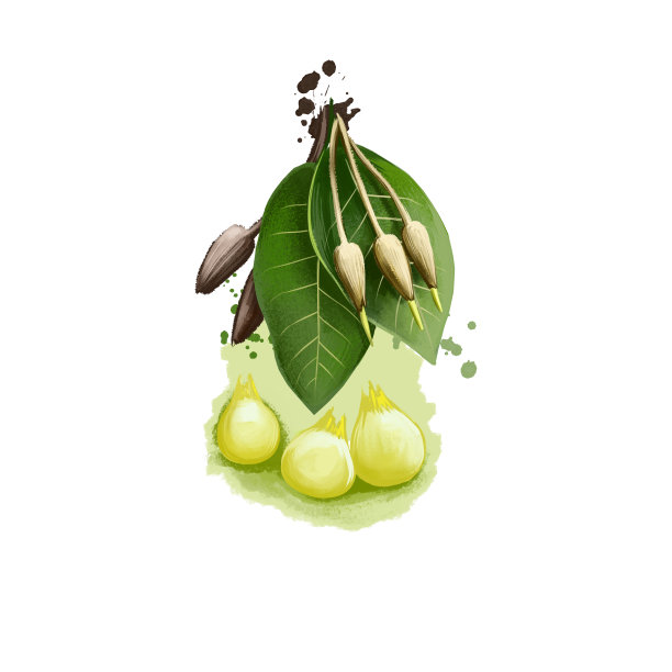 Mahua madhua indica阿育吠陀草药数字艺术插图与文字孤立在白色。健康有机矿泉植物广泛应用于治疗、制备天然保健用途的药物。图片下载