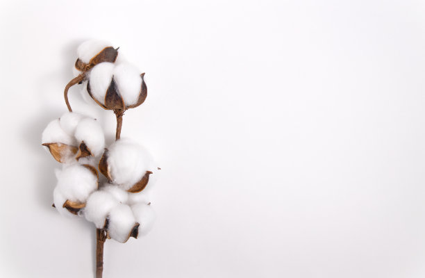 白色背景上毛茸茸的棉花树枝。图片下载