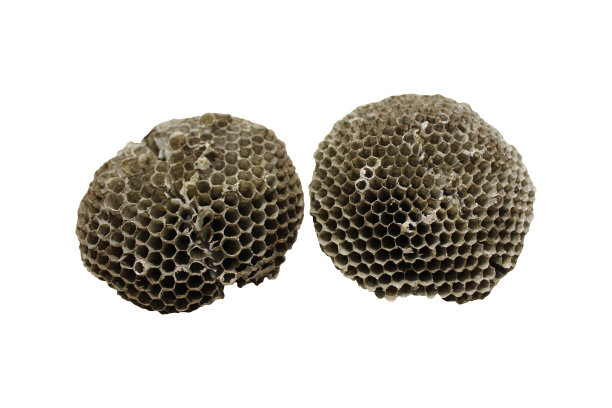 这是蜂巢的一部分图片下载