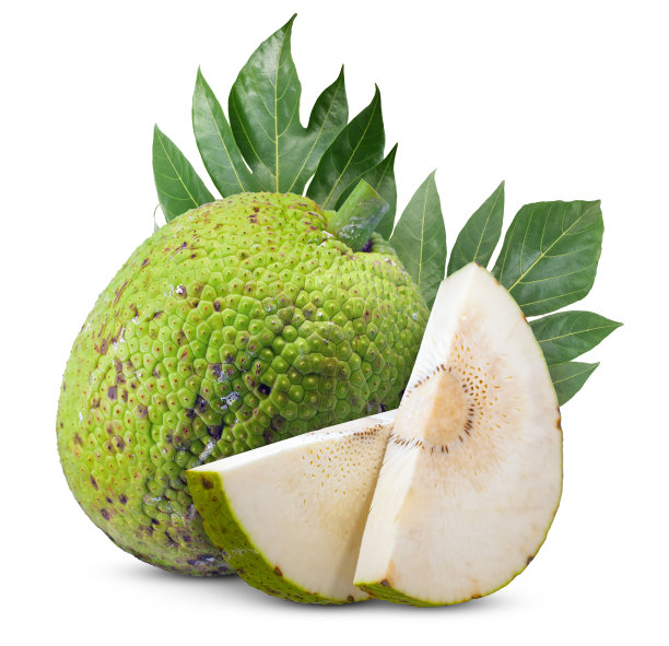 面包果被隔离在白色背景上图片下载