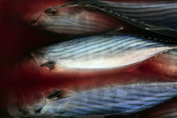 Bonito, Sarda Sarda在该死的水里图片下载